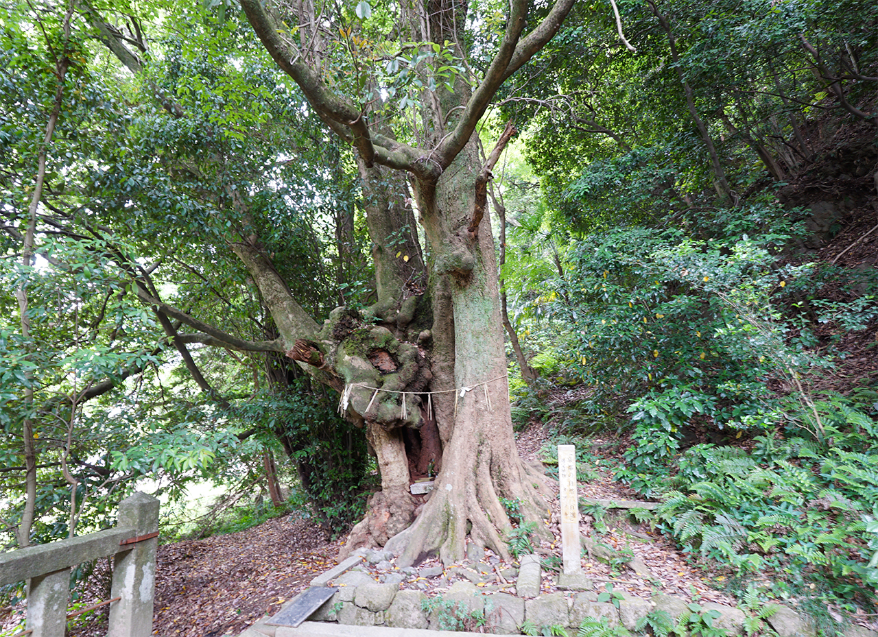 ご神木のタブの木