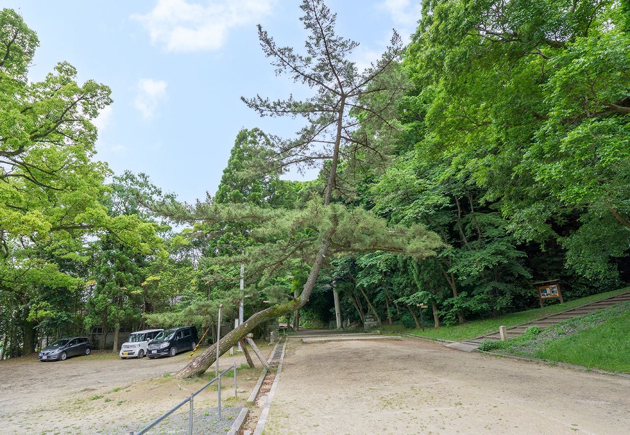 駐車場からみえる頼朝の松