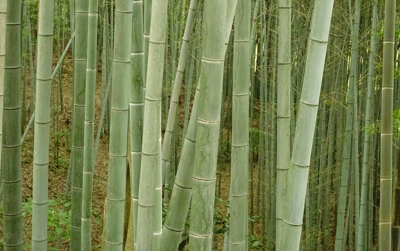 八幡竹