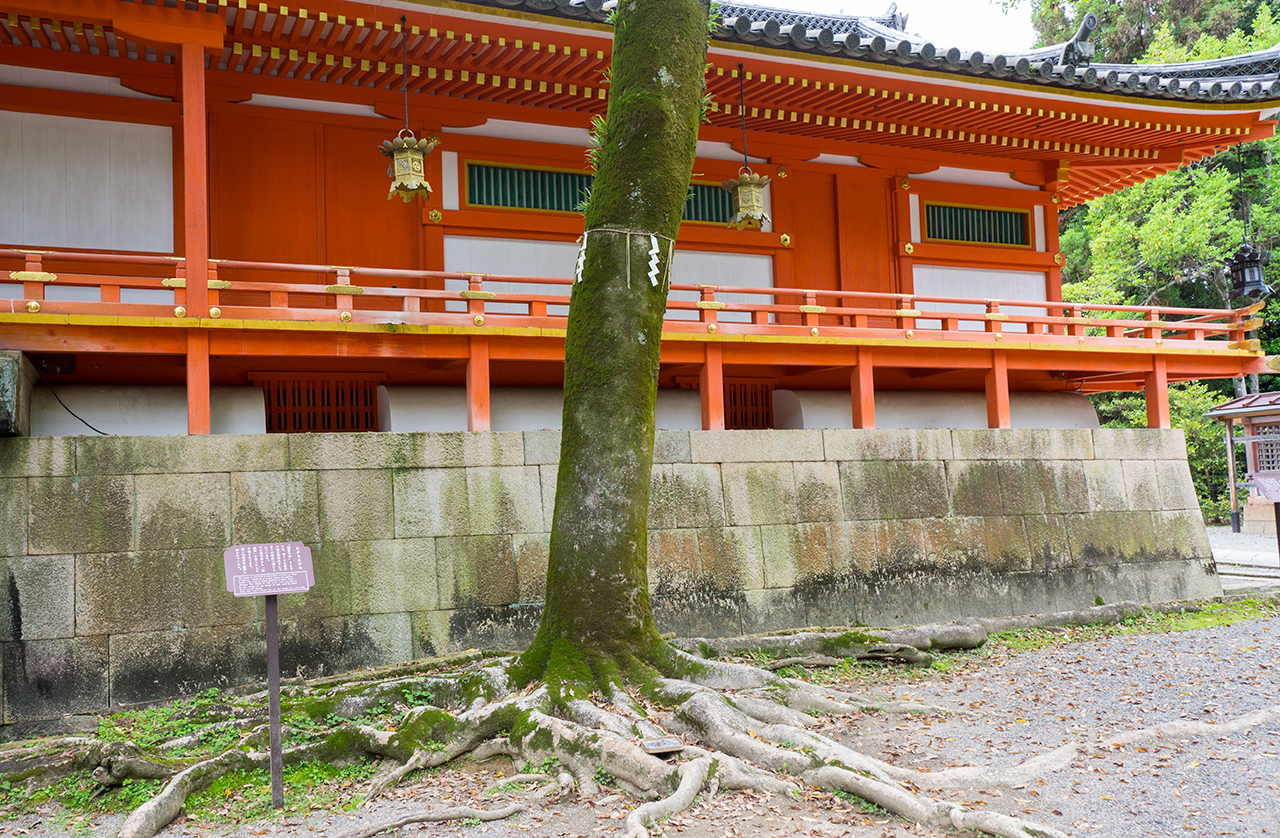 招霊の木