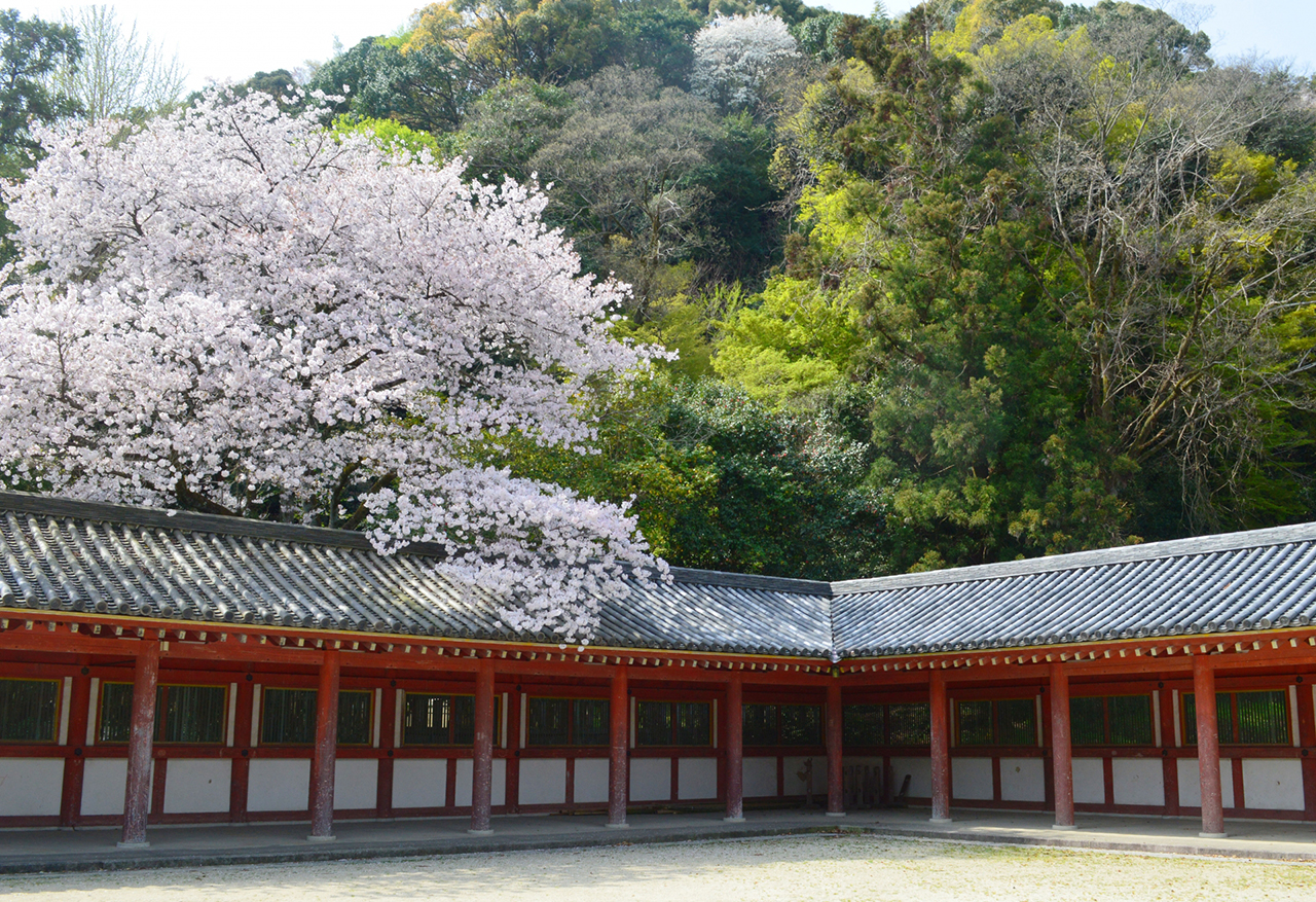頓宮の回廊と桜