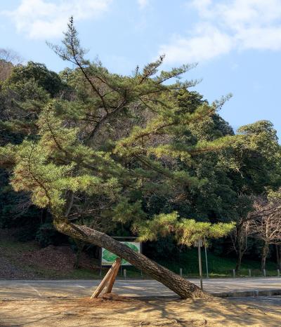 石清水八幡宮 幹が曲がっている頼朝の松