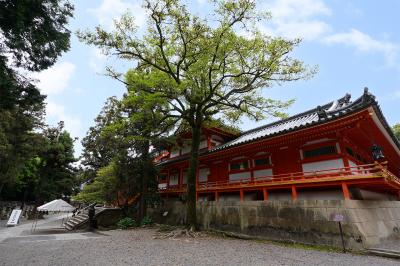 石清水八幡宮 招霊の木と社殿