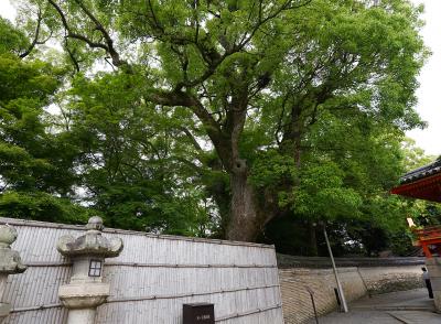 石清水八幡宮 信長塀沿いにある楠木正成の楠