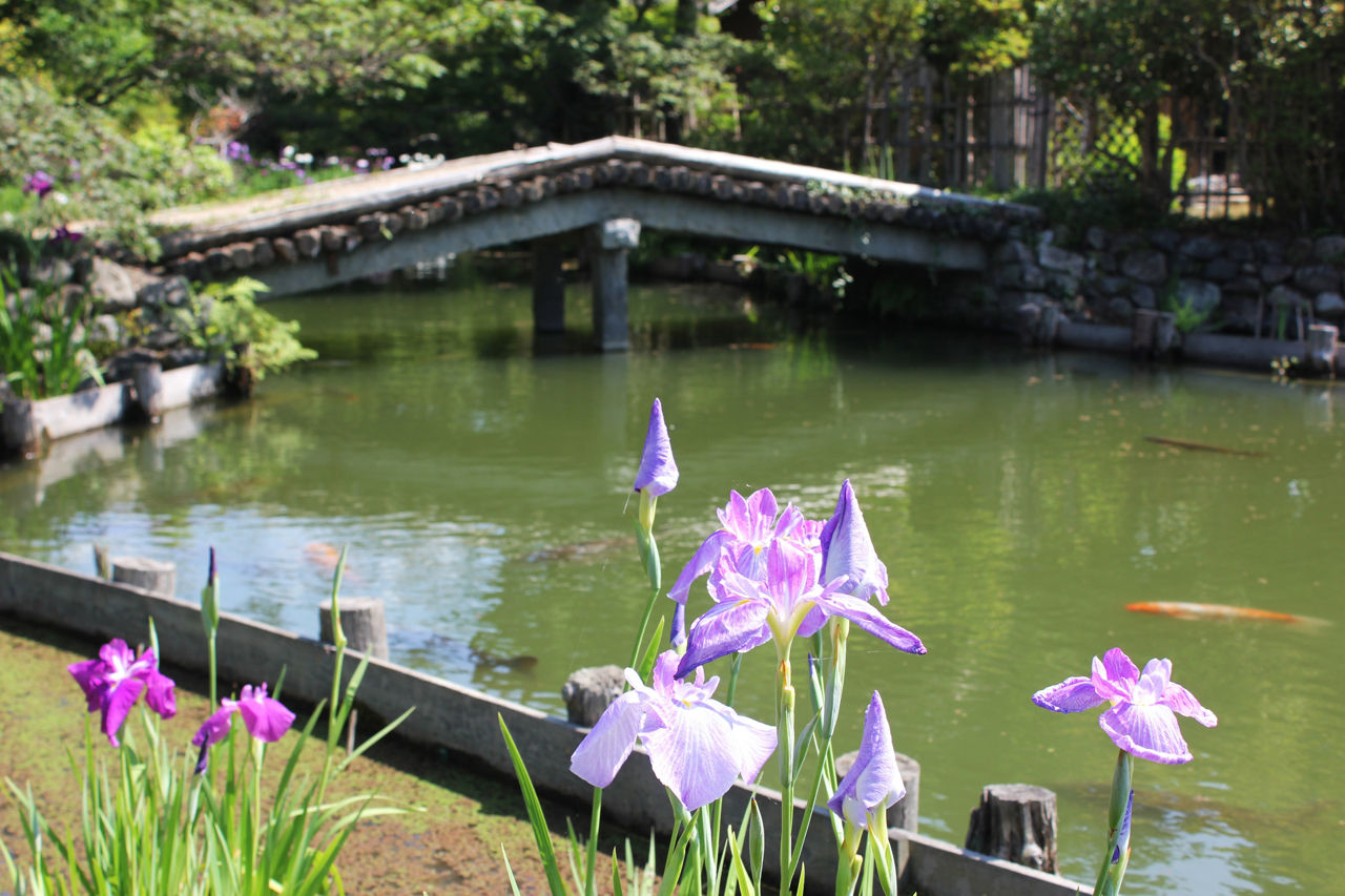 神苑の池と花菖蒲