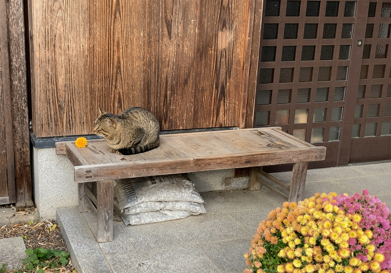 境内の猫 ベンチにいる