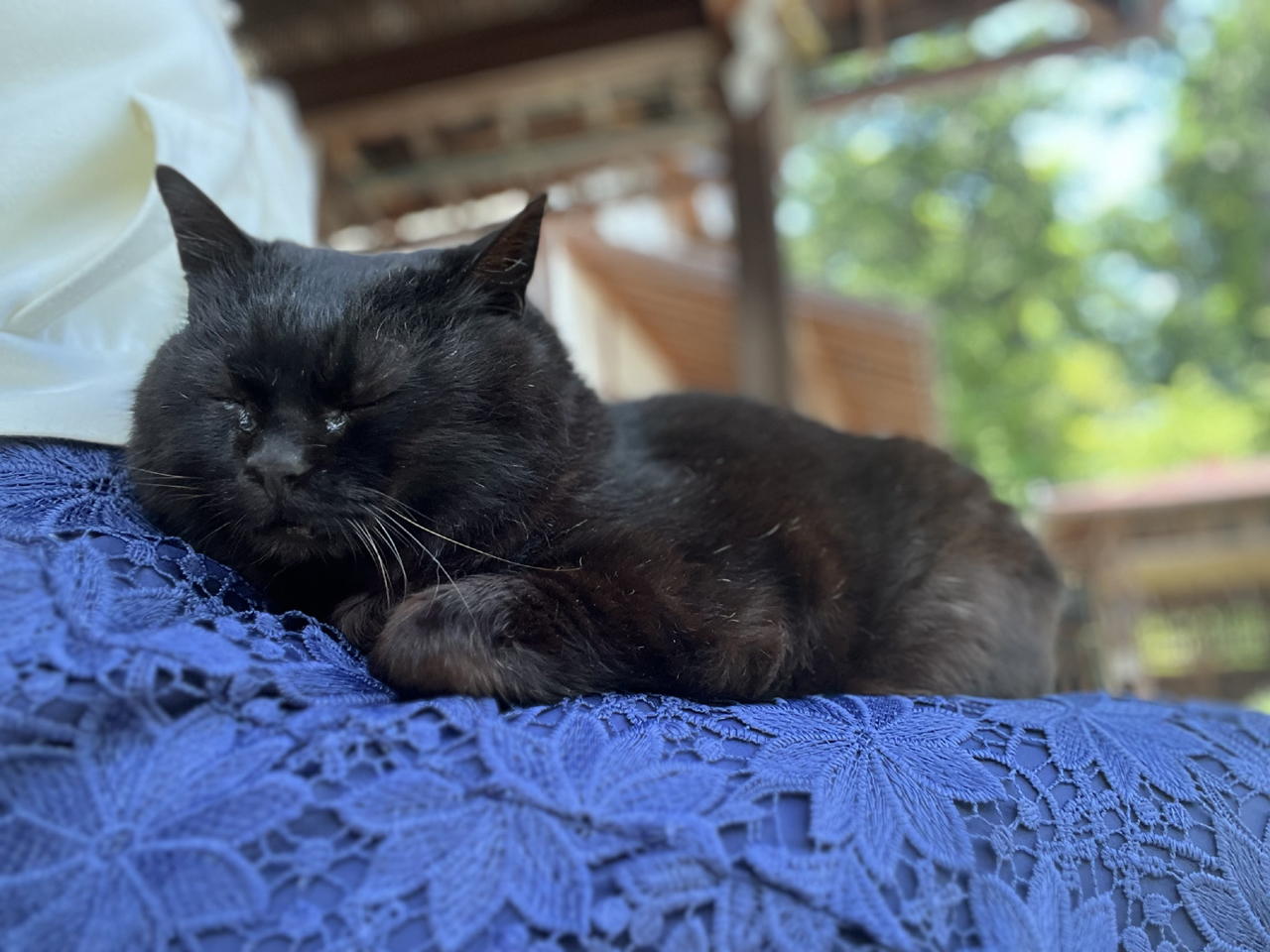 境内の猫 参拝客に乗っかる