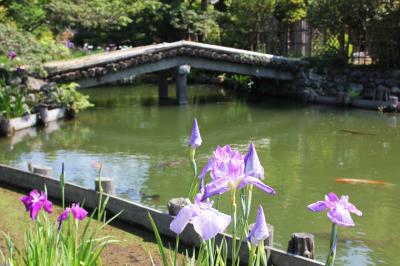 梅宮大社 神苑の池と花菖蒲