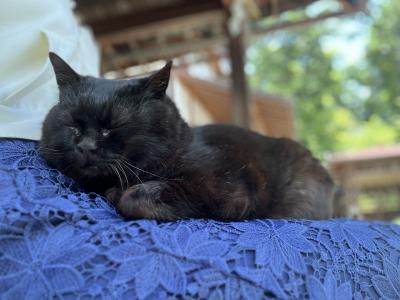 梅宮大社 境内の猫 参拝客に乗っかる