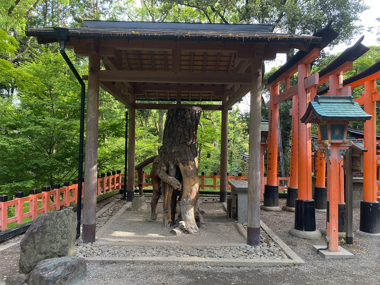 根上がりの松