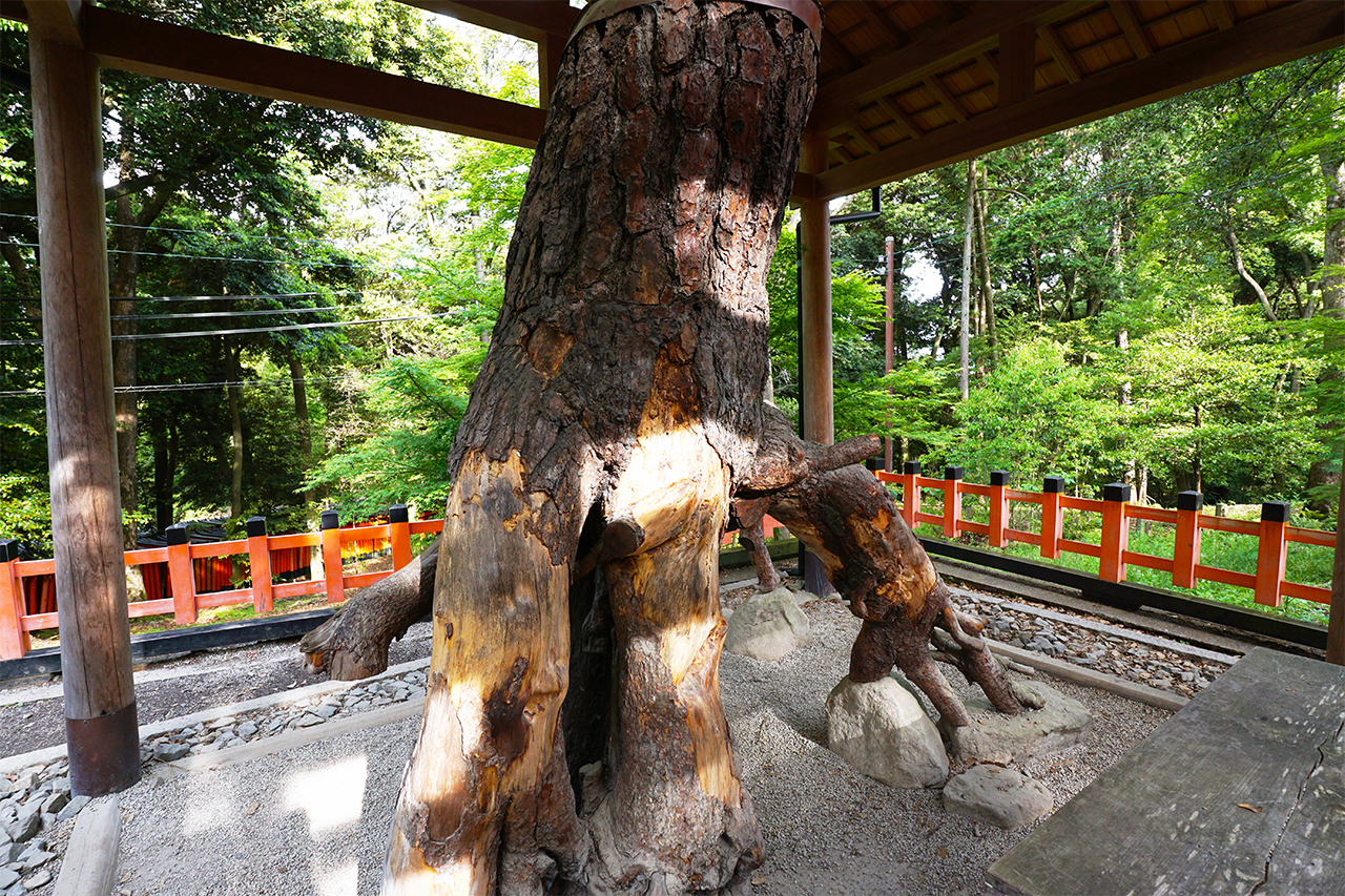 根上がりの松の根元