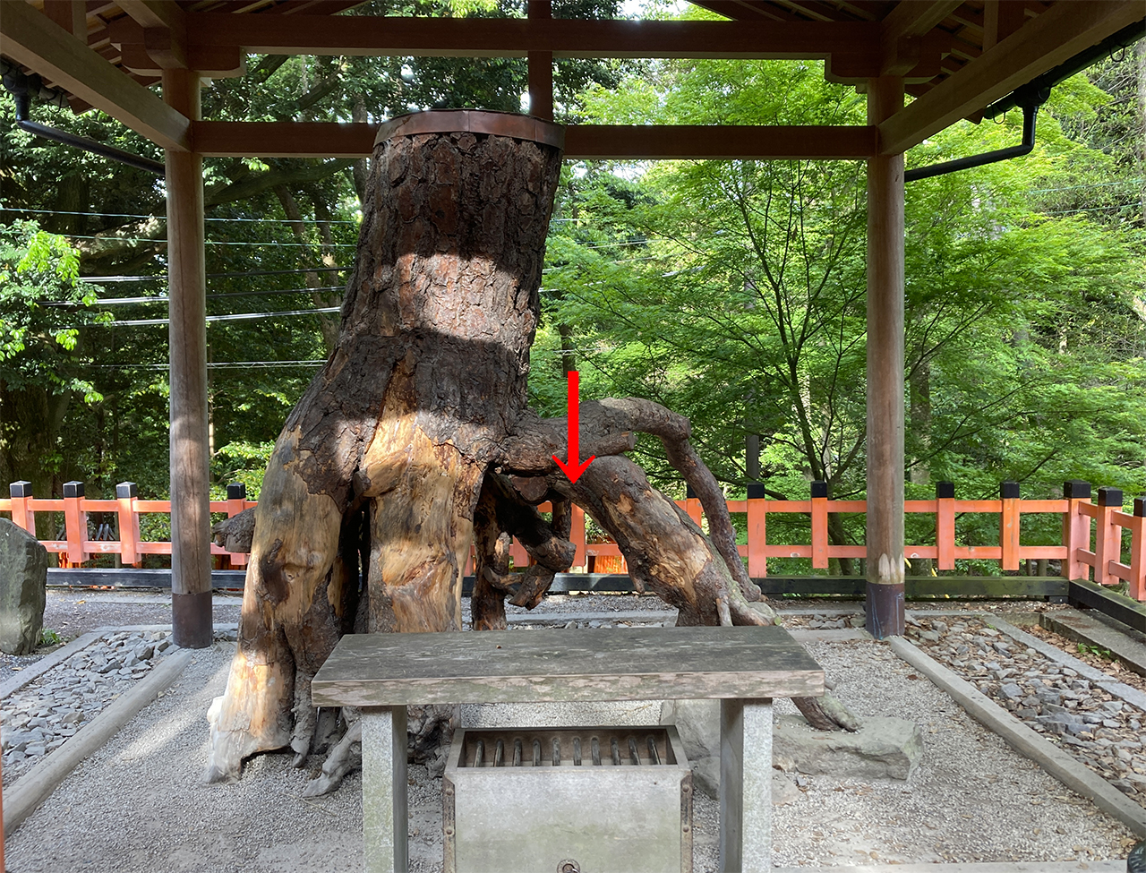 根上がりの松のくぐる場所