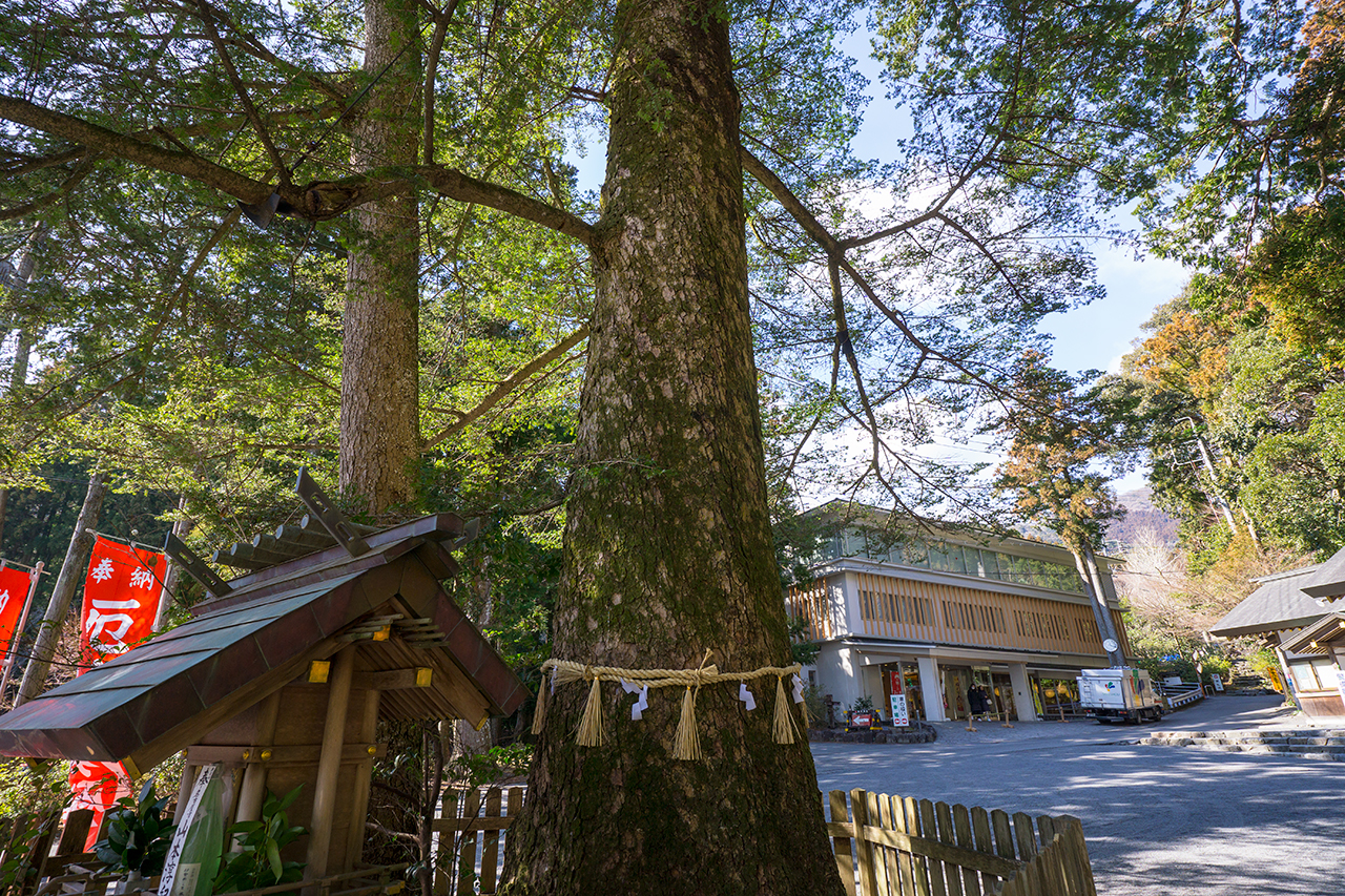 椿大神社 庚龍神社 モミの木