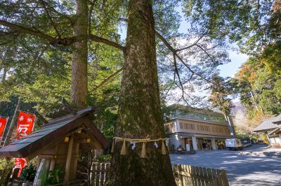 椿大神社 椿大神社 庚龍神社 モミの木
