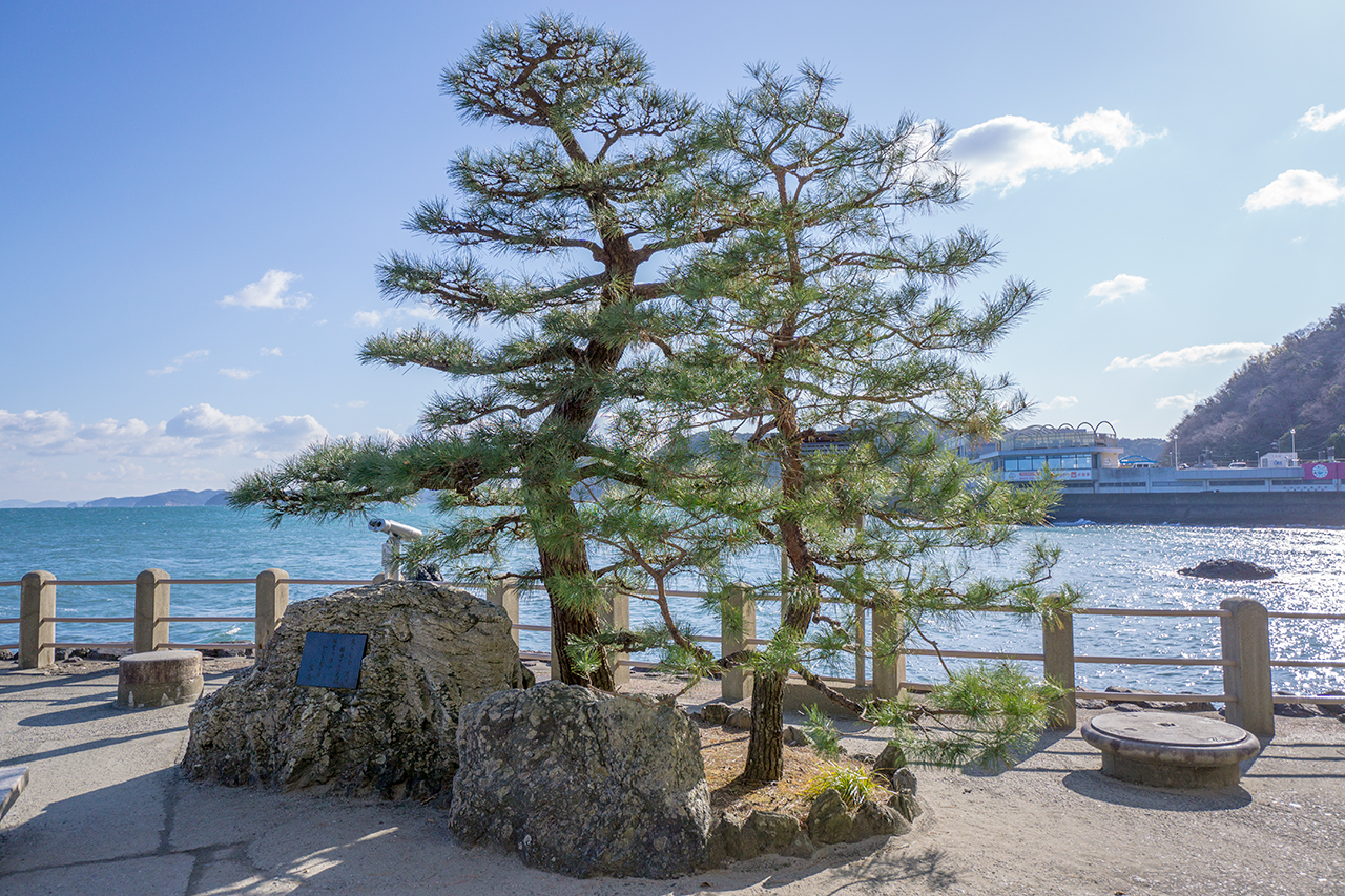 二見興玉神社 契りの松