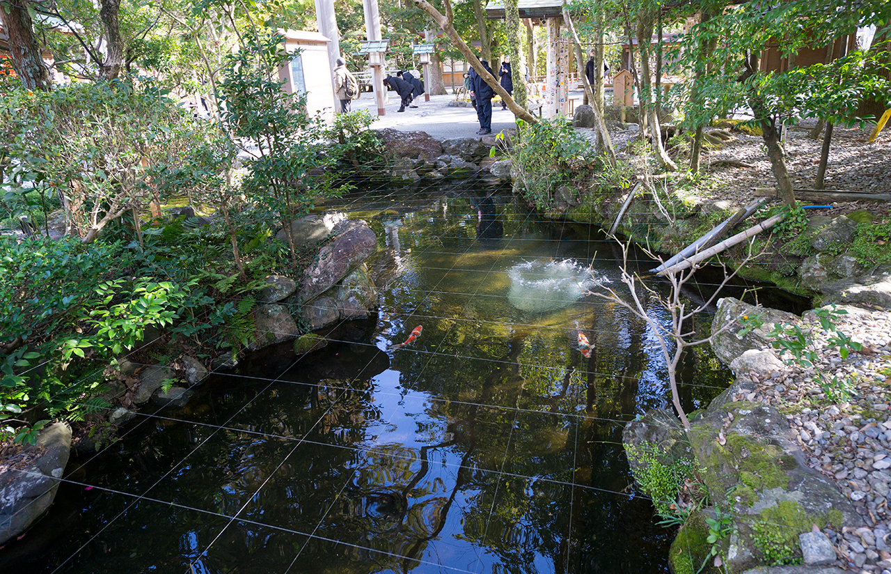 子宝池全体