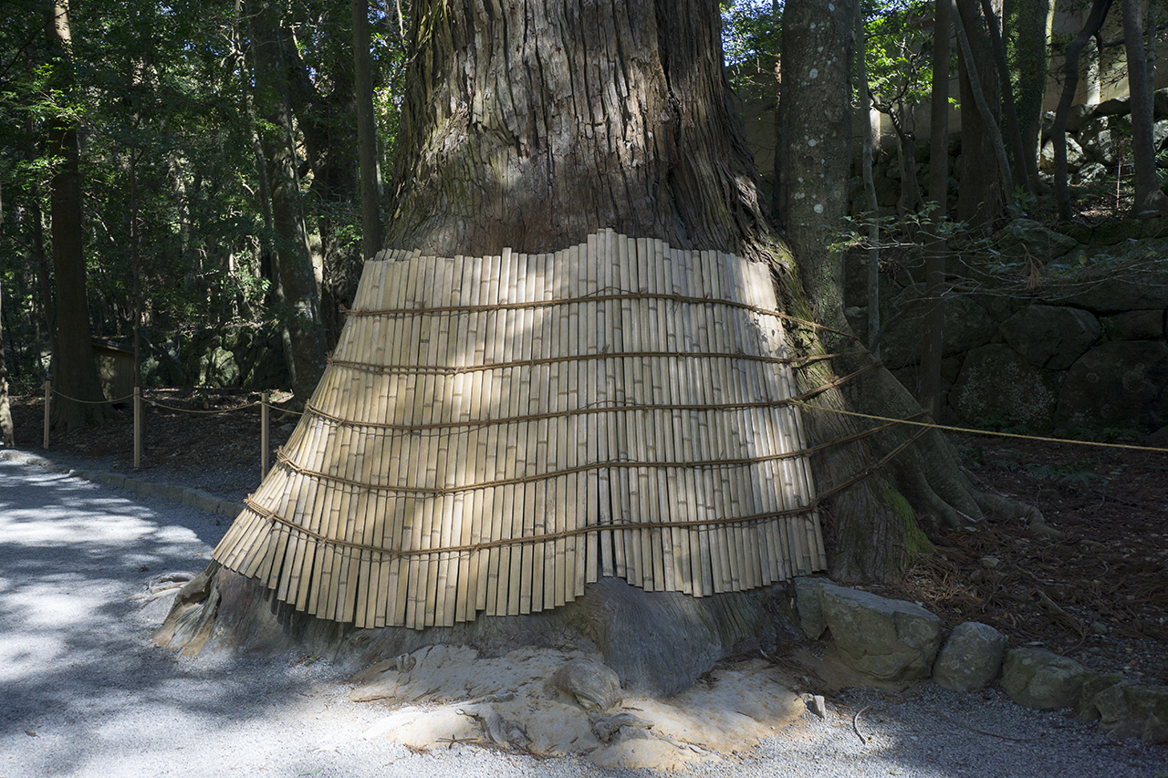 荒祭宮付近の巨大杉の木 | 伊勢神宮 内宮 - 神社ファン