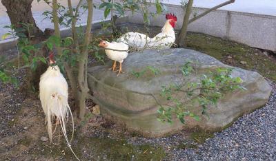 伊勢神宮 内宮 神鶏