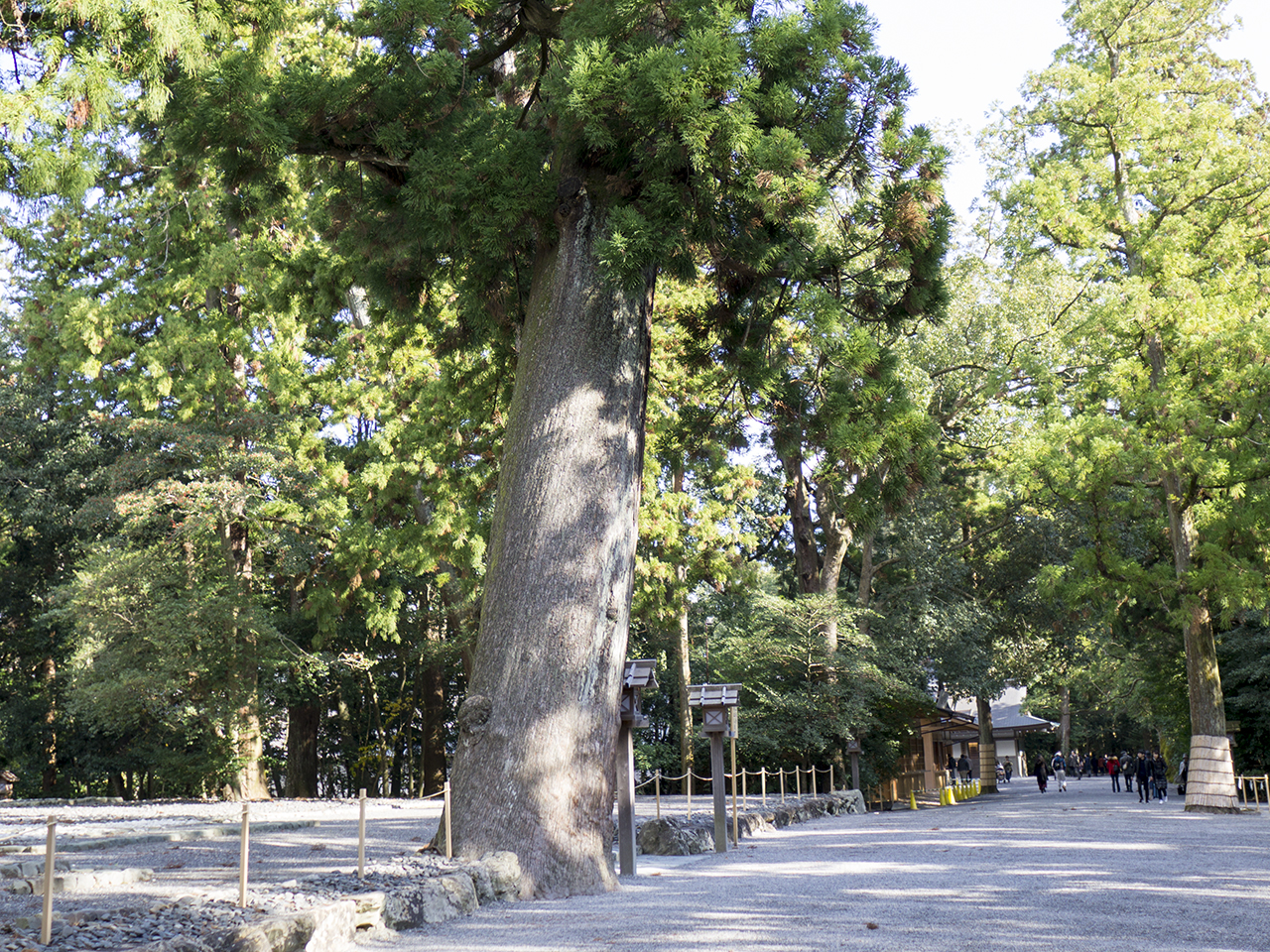 古殿地の御神木