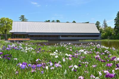 伊勢神宮 外宮 勾玉池の花菖蒲