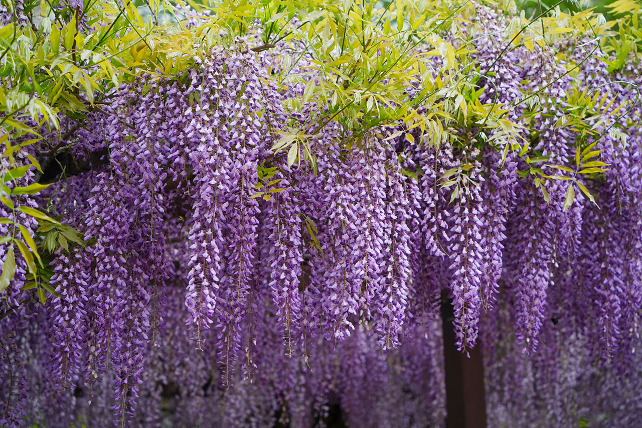 藤の花