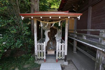 金蛇水神社 御神木