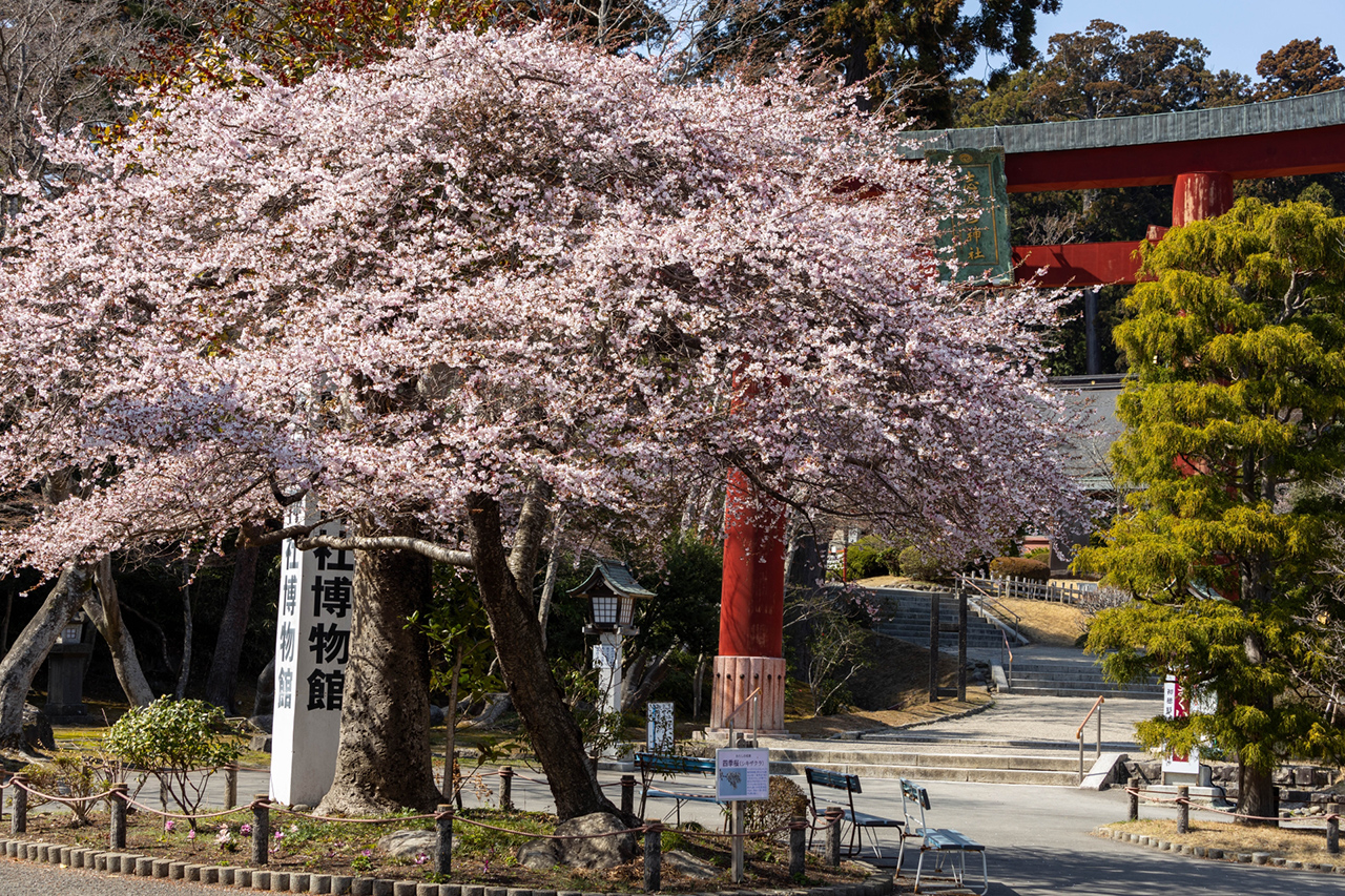 鹽竈神社・志波彦神社 境内の桜