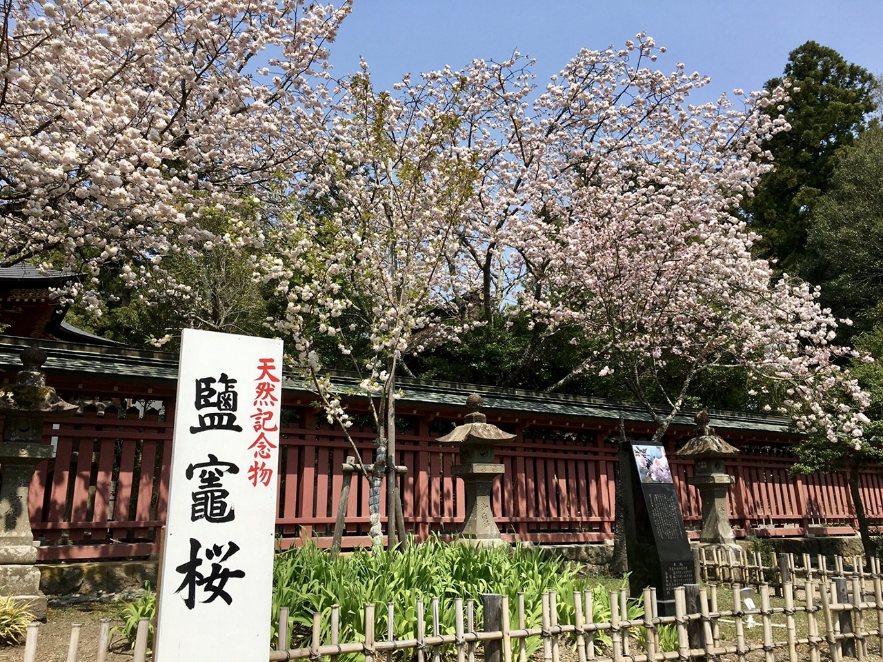 鹽竈桜