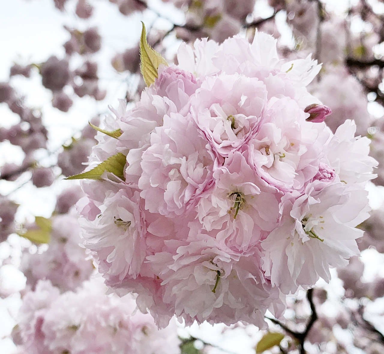 鹽竈桜アップ