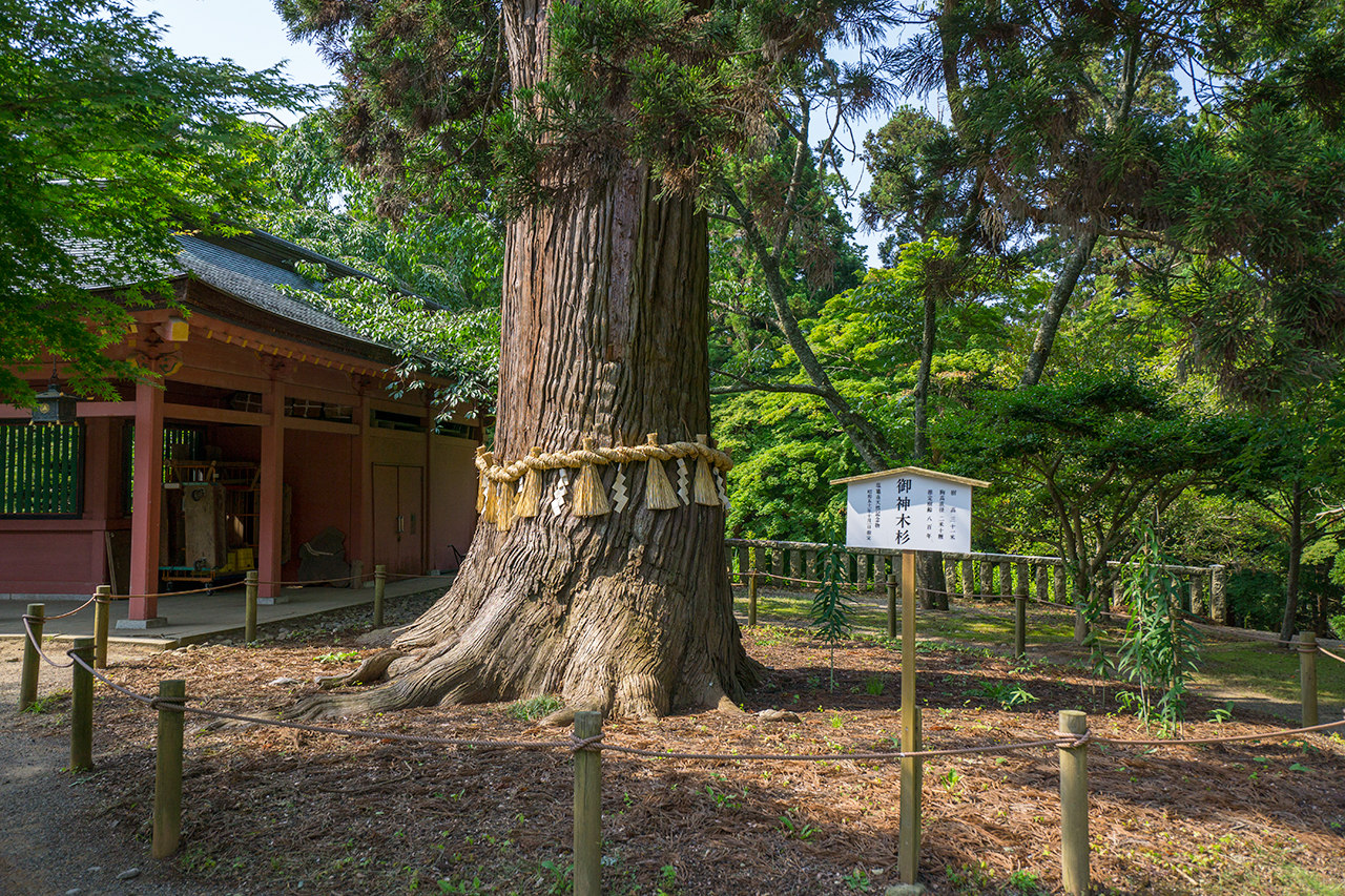 御神木杉 老杉