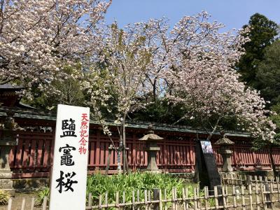 鹽竈神社 鹽竈桜