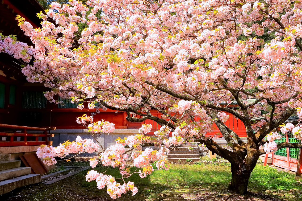 志波彦神社の桜