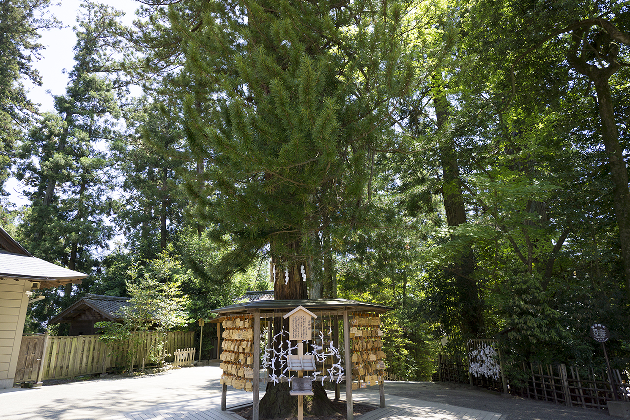 絵馬掛けと高野槙