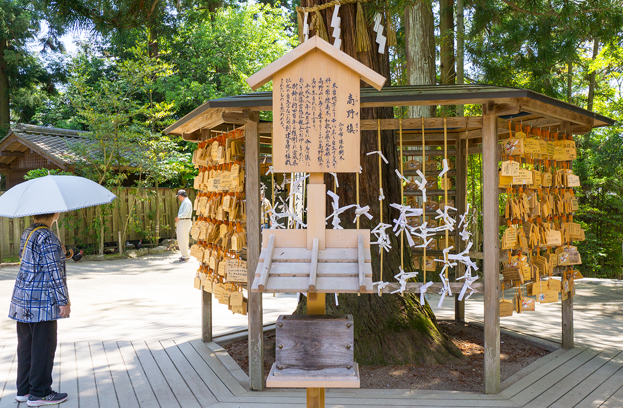 大崎八幡宮 高野槙 案内版