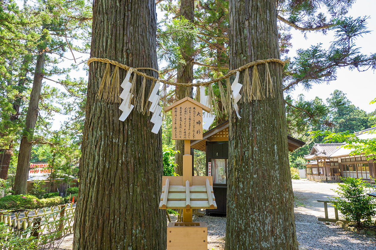 夫婦杉 正面