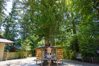 大崎八幡宮 絵馬掛けと高野槙