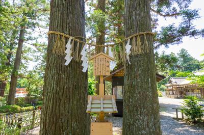 大崎八幡宮 夫婦杉 正面