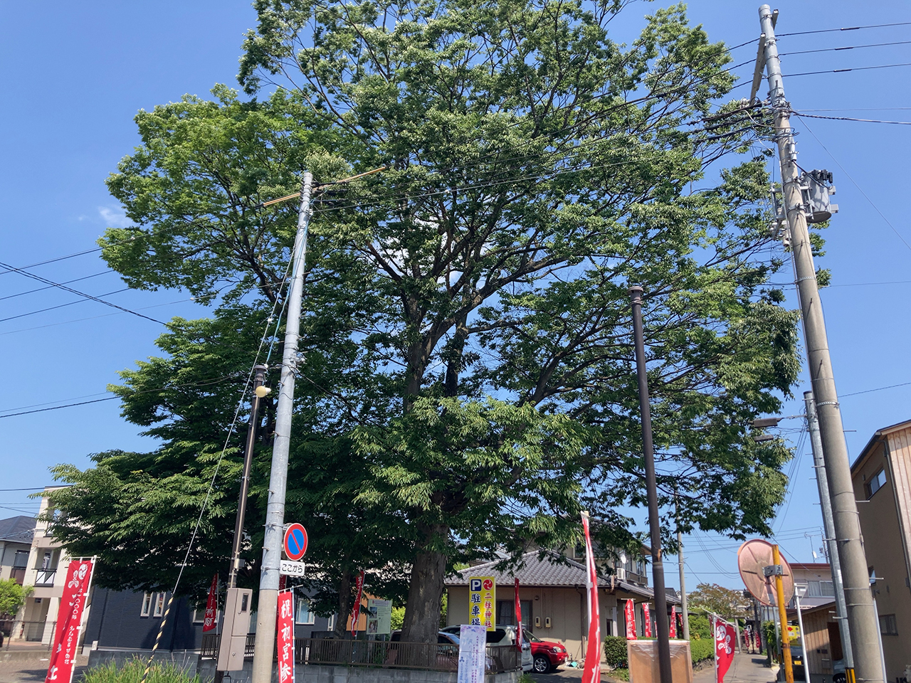 二柱神社 伊達綱村公お手植えと伝わる巨木