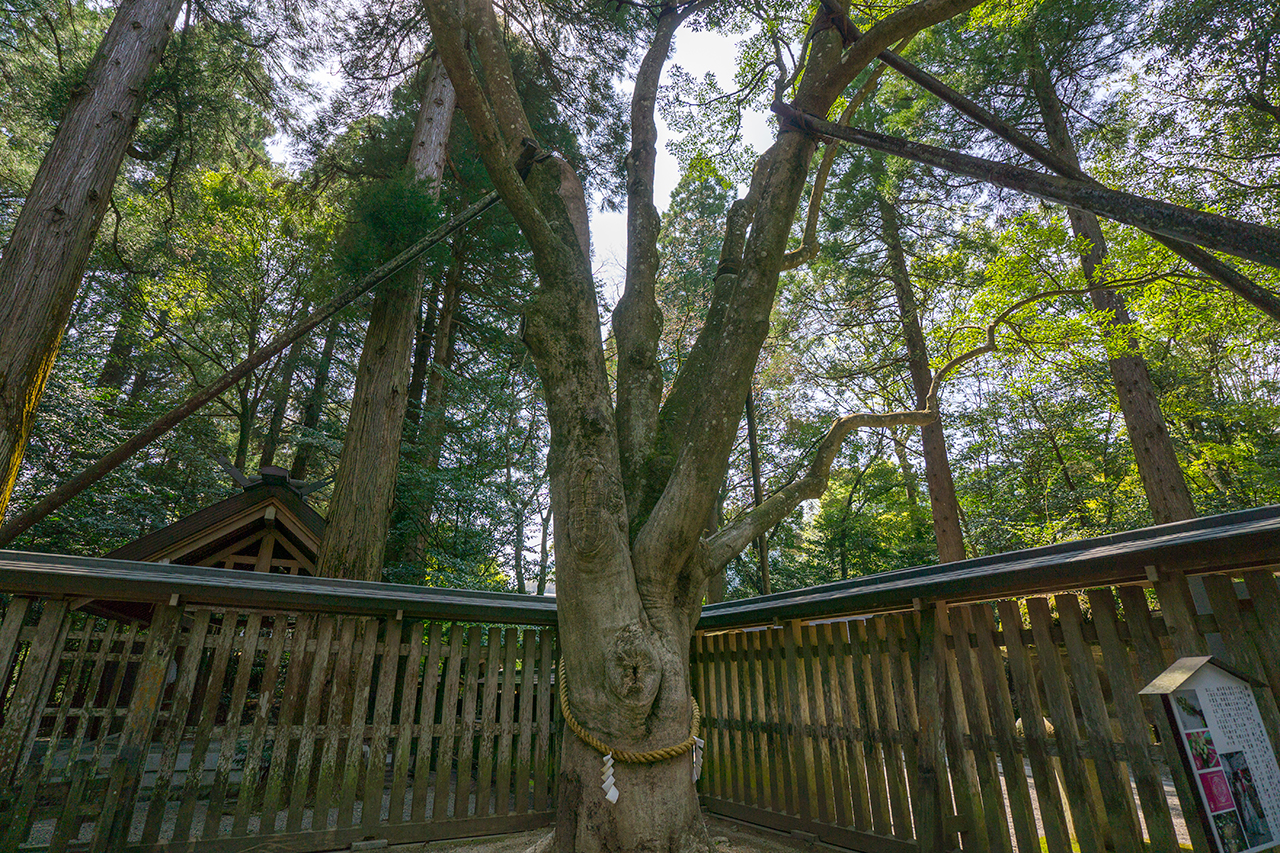 天岩戸神社 御神木 招霊の木