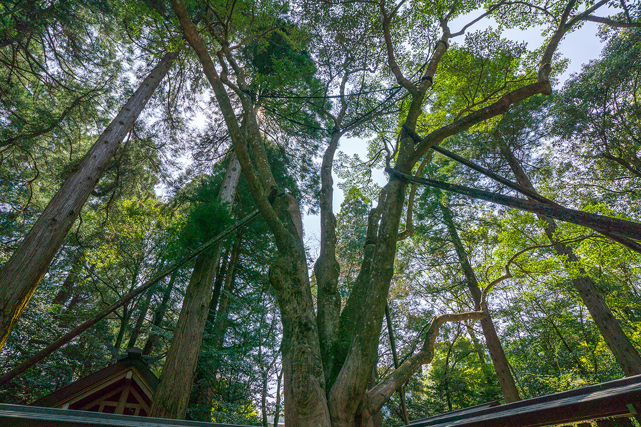 天岩戸神社 御神木 招霊の木 上部