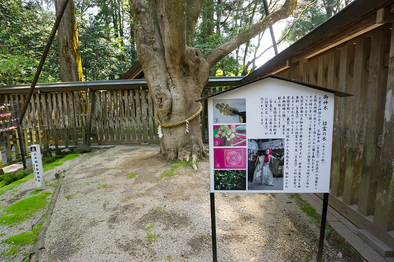 天岩戸神社 御神木 招霊の木 案内版