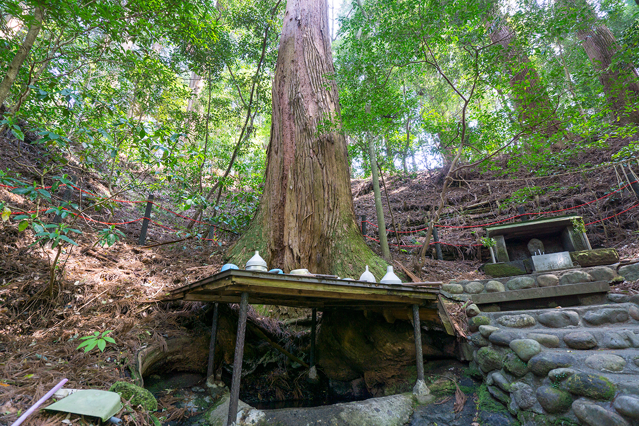 天岩戸神社 御神木の根元の御神水
