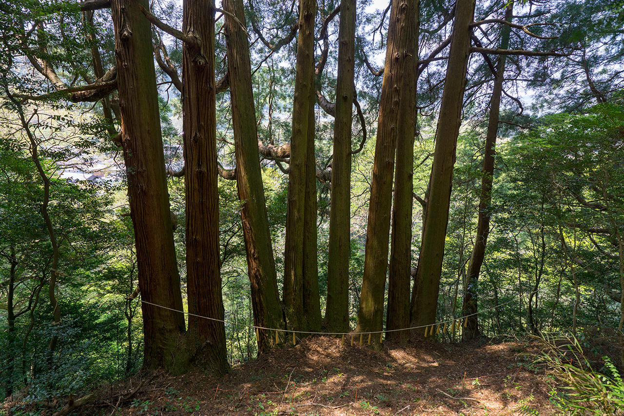 天岩戸神社 東本宮 七本杉