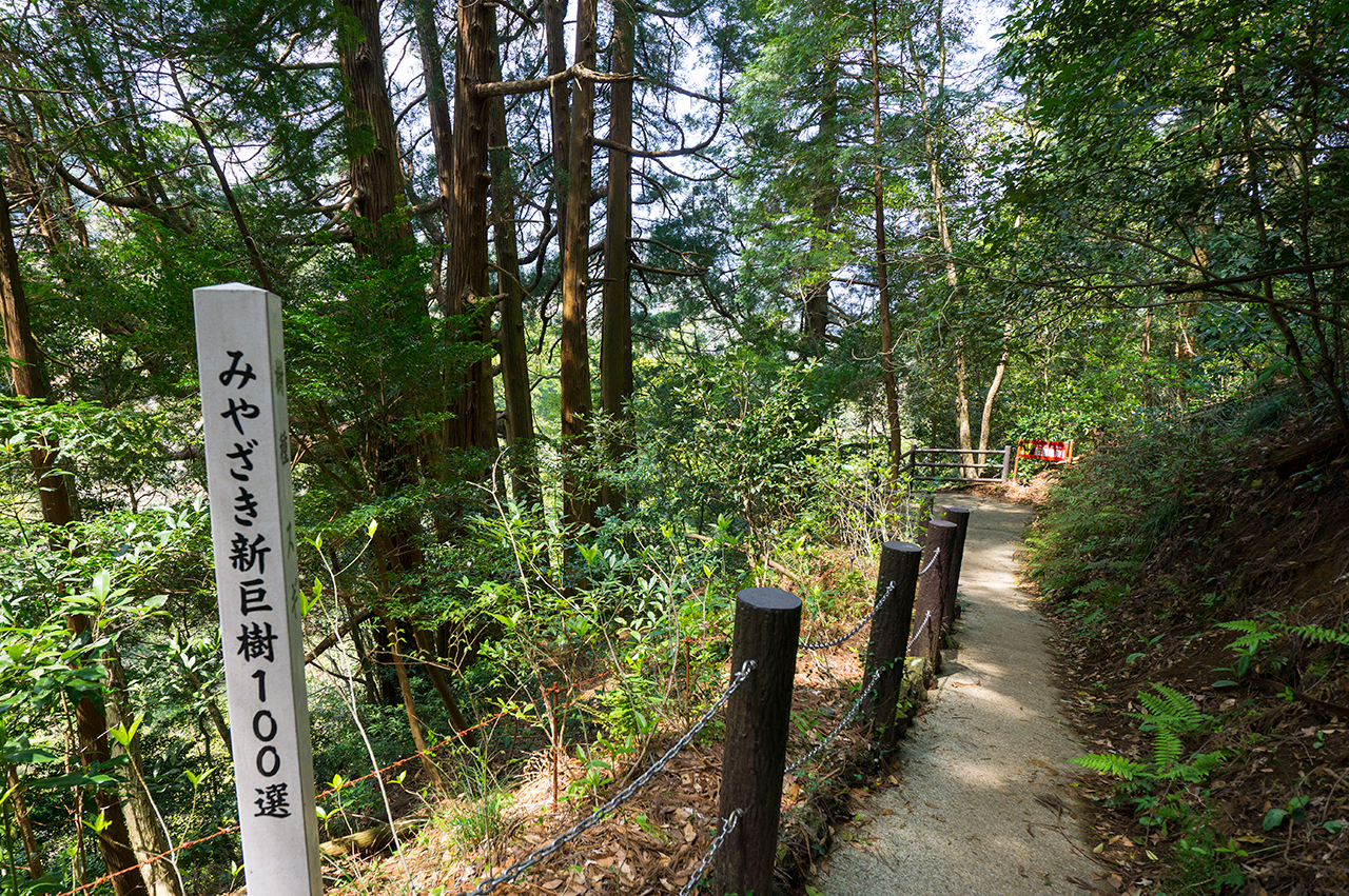 天岩戸神社 東本宮 七本杉への遊歩道
