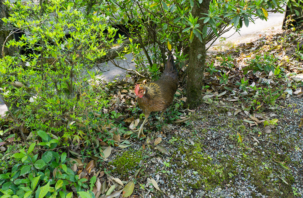 天岩戸神社 西本宮のニワトリ