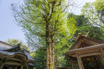 天岩戸神社 天岩戸神社 御神木 古代銀杏