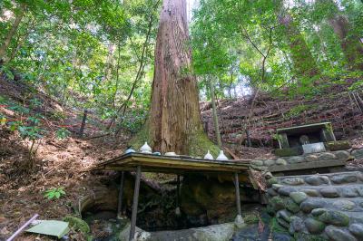 天岩戸神社 天岩戸神社 御神木の根元の御神水