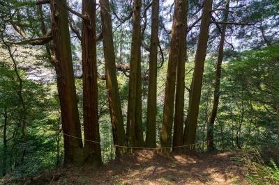 天岩戸神社 天岩戸神社 東本宮 七本杉