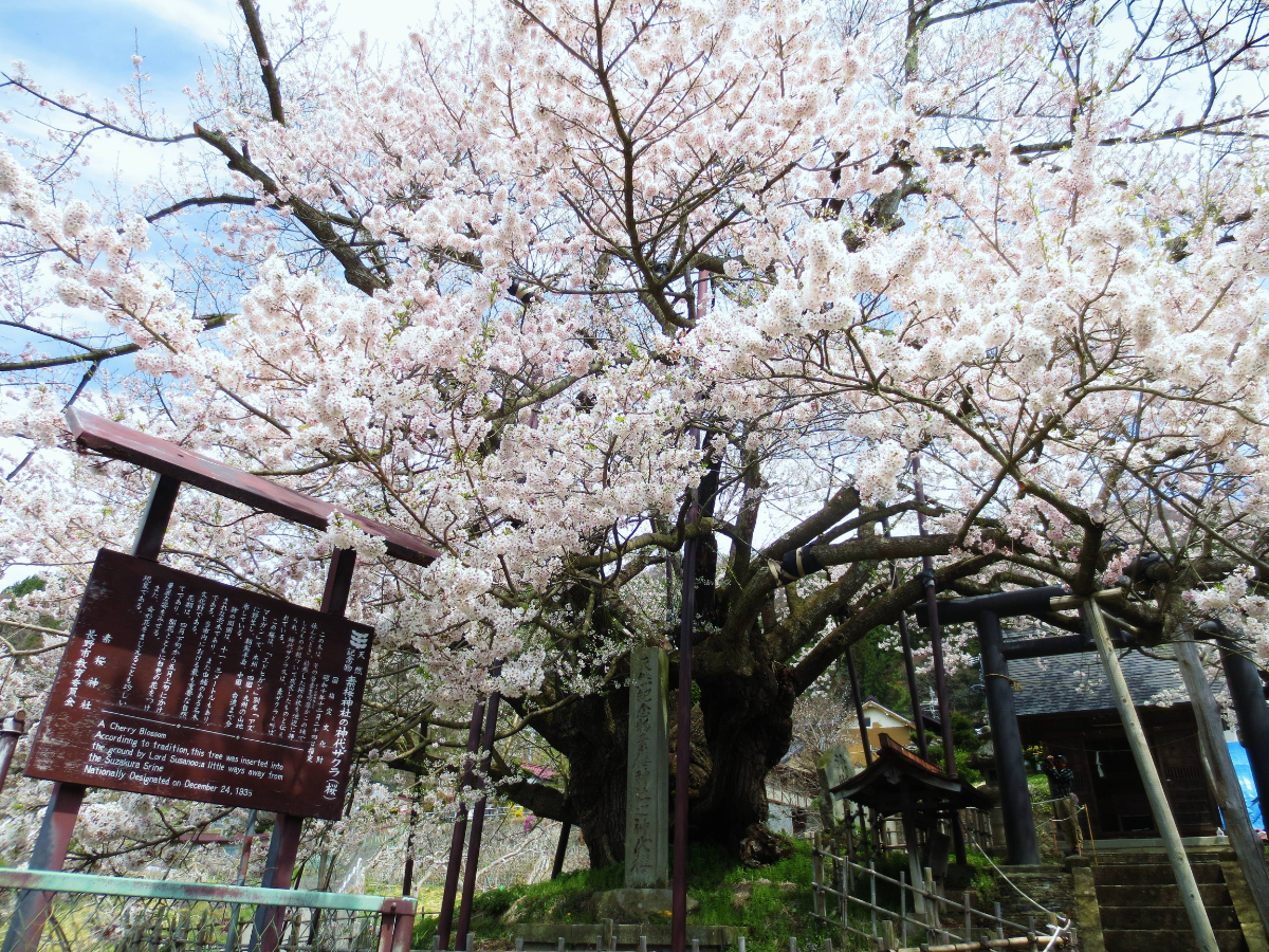 神代桜