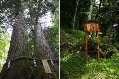 戸隠神社 火之御子社 火之御子社 紹介 夫婦杉と西行桜